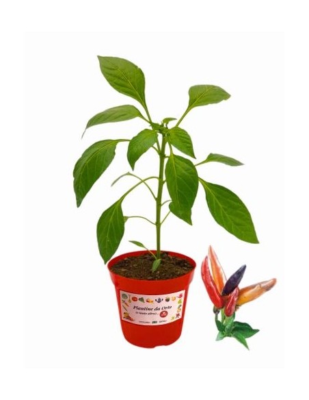 Peperoncino Maya Vaso diametro 14