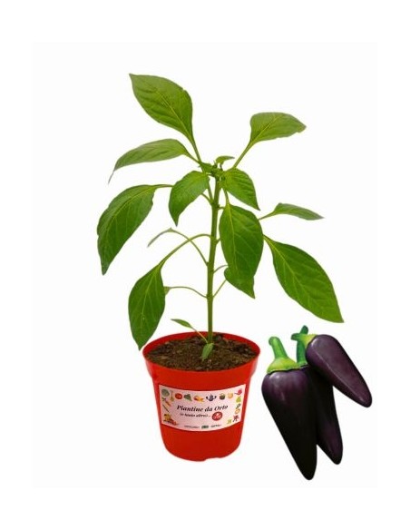 Peperoncino Condor Vaso diametro 14