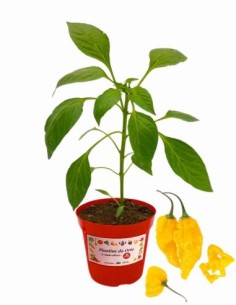 Peperoncino Fatalii Vaso diametro 14