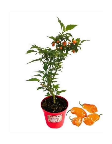 Peperoncino Habanero Orange Vaso diametro 14