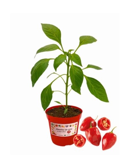 Peperoncino Habanero Rosso Vaso diametro 14