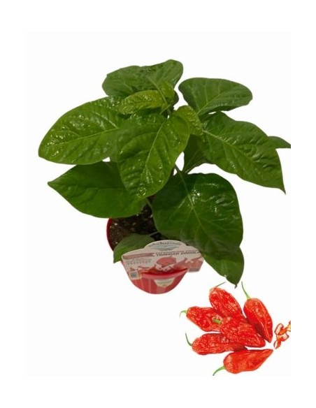 Peperoncino Naga Morich Vaso diametro 14