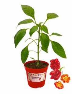 Peperoncino Trinidad Scorpion Vaso diametro 14