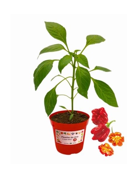Peperoncino Trinidad Scorpion Vaso diametro 14