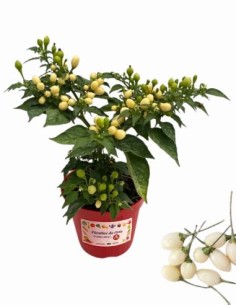 Peperoncino Capezzoli di Scimmia Vaso diametro 14