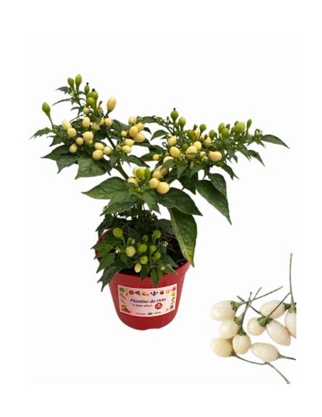 Peperoncino Capezzoli di Scimmia Vaso diametro 14