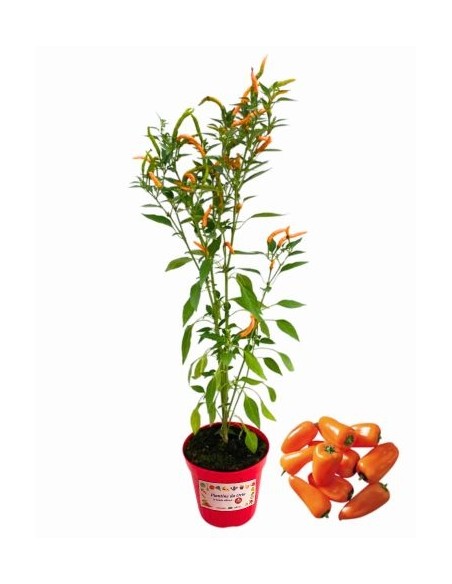 Peperoncino Cornuto Arancione Thai Orange Vaso 14