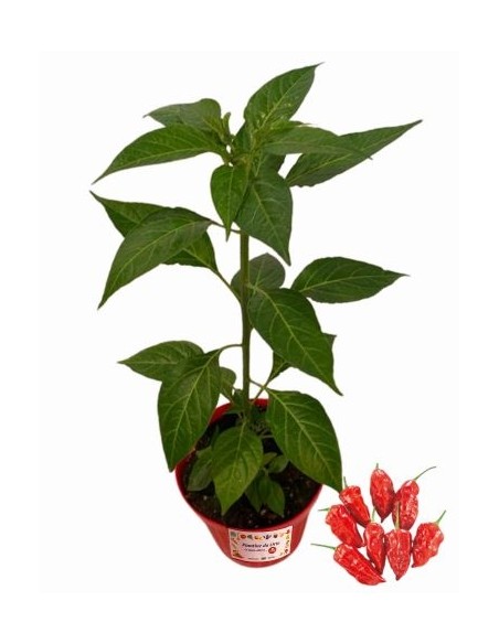 Peperoncino Bih Jolokia Vaso diametro 14