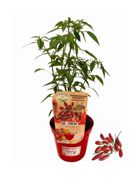 Peperoncino Diavolicchio Vaso diametro 14