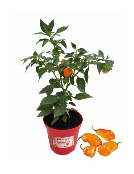 Peperoncino Habanero Peach Vaso diametro14