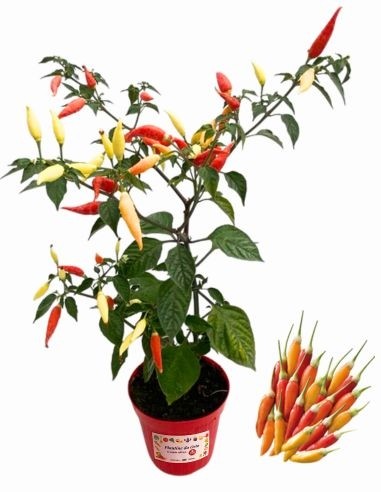 Peperoncino Ornamentale Multicolor Vaso 14