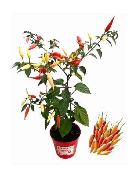 Peperoncino Ornamentale Multicolor Vaso diametro 14