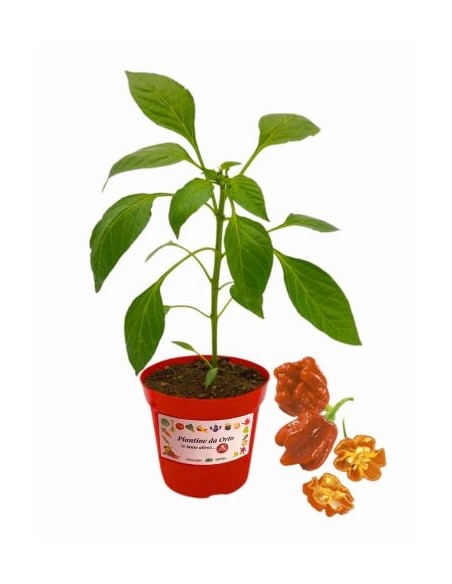 Peperoncino Trinidad Doulach Vaso diametro 14