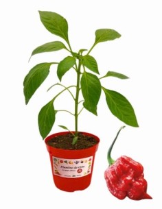 Peperoncino Trinidad Moruga Scorpion Vaso diametro 14