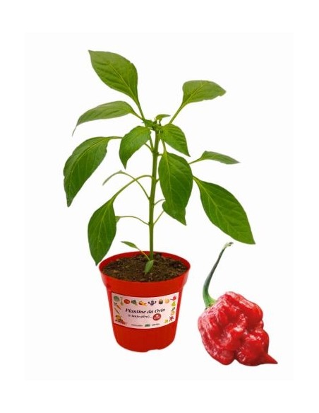 Peperoncino Trinidad Moruga Scorpion Vaso diametro 14