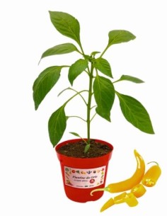 Peperoncino Allegria Gentile Beni Highlands Vaso diametro 14