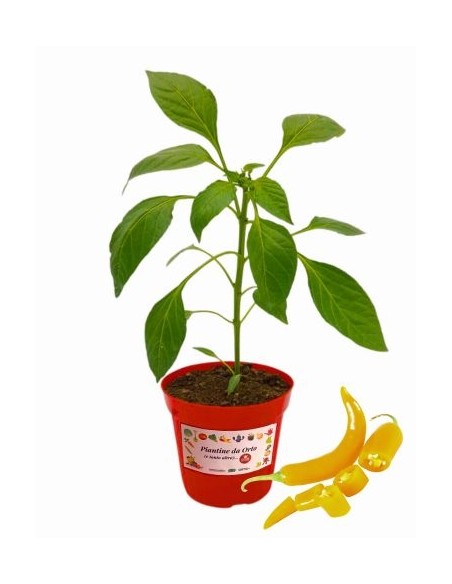 Peperoncino Allegria Gentile Beni Highlands Vaso diametro 14