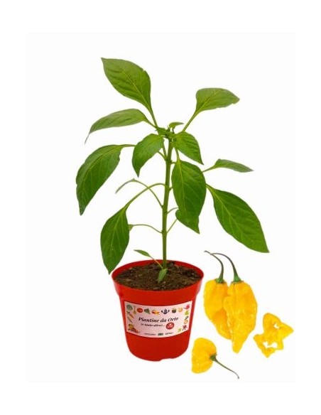 Peperoncino Perino Giallo Long Yellow Vaso diametro 14