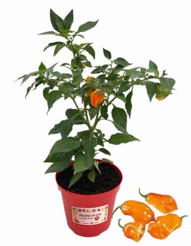 Peperoncino Trottola Habanero Orange Blob Vaso diametro 14