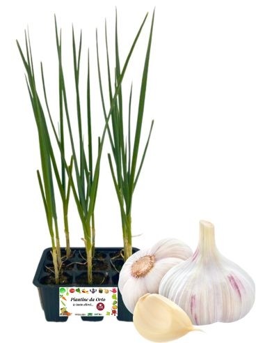 Knoblauchpackung mit 6 Setzlingen