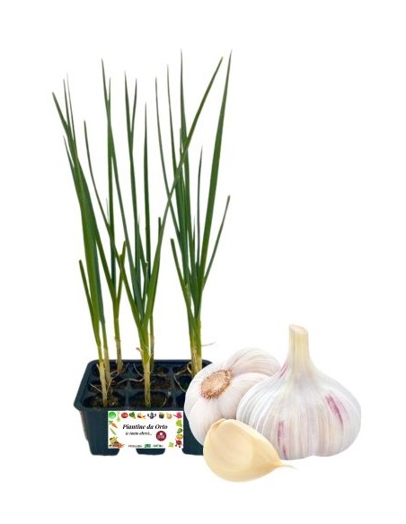 Knoblauchpackung mit 6 Setzlingen