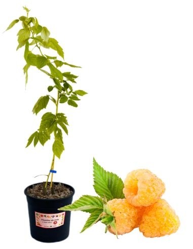 Gelbe Himbeere, remontierend, 5-Liter-Topf