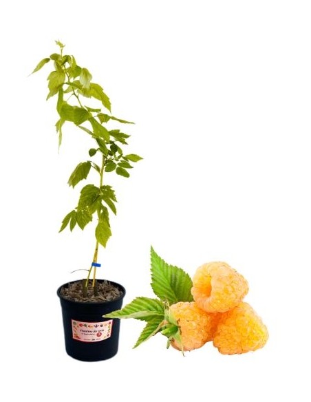 Gelbe Himbeere, remontierend, 5-Liter-Topf
