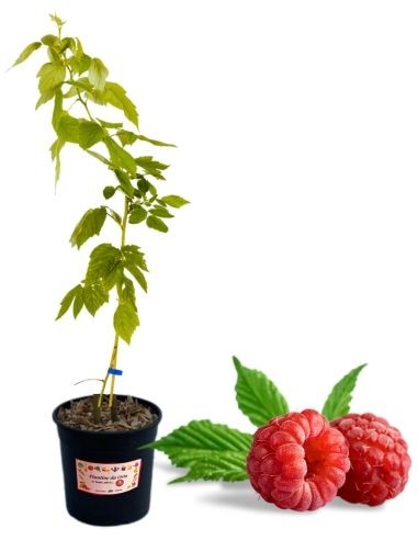 Remontierende rote Himbeere, 5-Liter-Topf