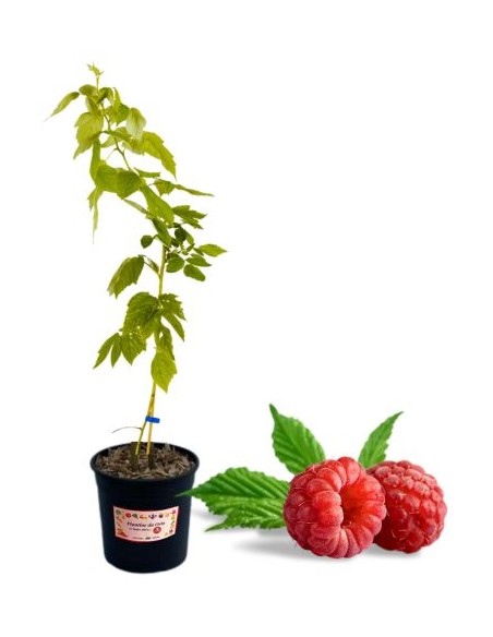 Remontierende rote Himbeere, 5-Liter-Topf