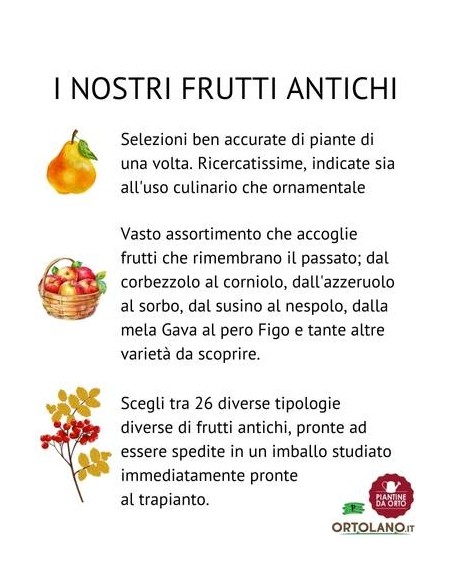 Lampone Rosso Rifiorente Vaso 5L