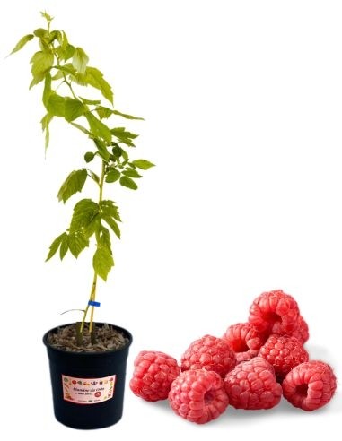 Späte rote Himbeere, 5-Liter-Glas