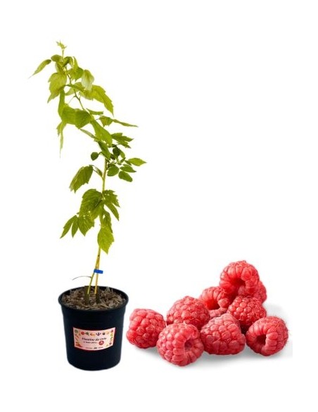 Lampone Rosso Tardivo Vaso 5L