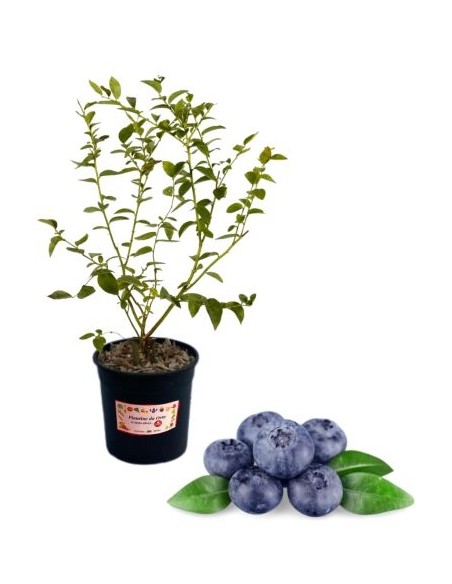 Mirtillo Gigante Precoce Vaso 5L