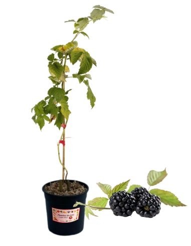 Immergrüne Brombeere, 5-Liter-Topf