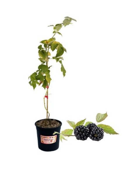 Immergrüne Brombeere, 5-Liter-Topf