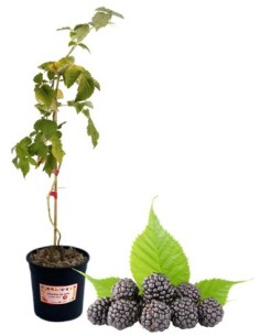 Frühe dornenlose Brombeere, 5-Liter-Topf