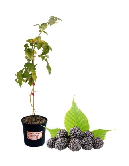 Frühe dornenlose Brombeere, 5-Liter-Topf