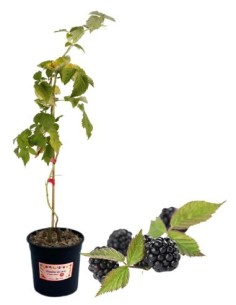 Dornenlose Brombeersorte „Spät“ (5-Liter-Topf)
