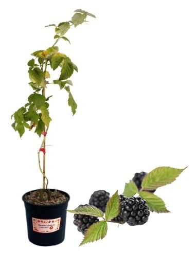 Dornenlose Brombeersorte „Spät“ (5-Liter-Topf)
