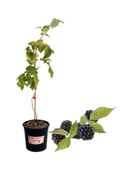 Dornenlose Brombeersorte „Spät“ (5-Liter-Topf)