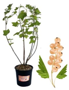 Ribes Bianco Vaso 5L