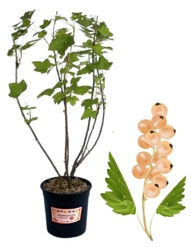 Ribes Bianco 5L Glas
