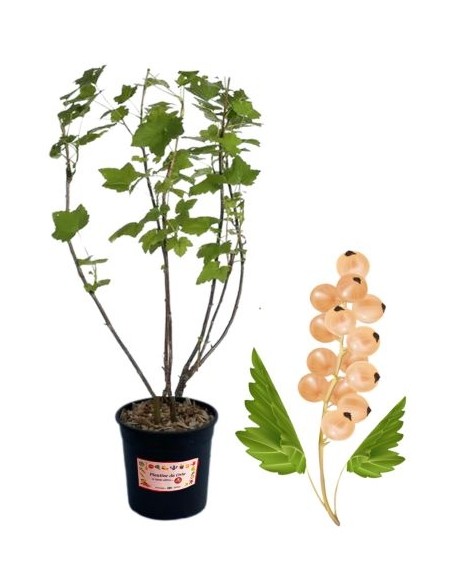 Ribes Bianco 5L Glas