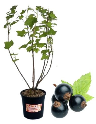 Ribes Nero 5L Glas