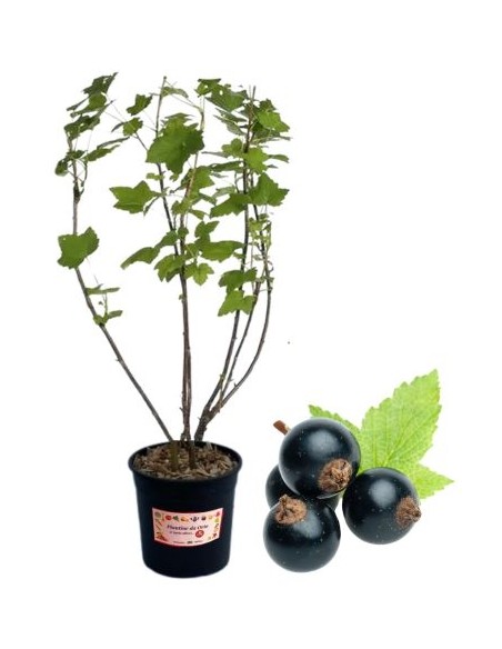 Ribes Nero 5L Glas
