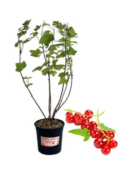 Ribes Rosso Vaso 5L