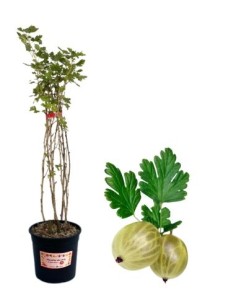 Weiße Stachelbeeren, 5-Liter-Glas