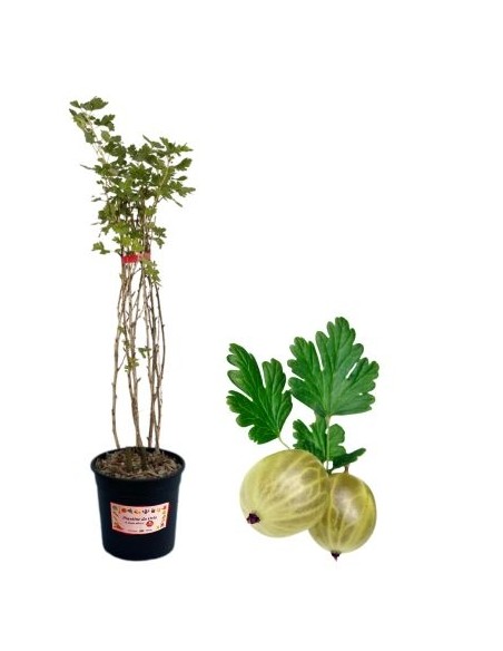Weiße Stachelbeeren, 5-Liter-Glas
