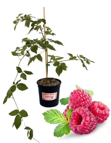 Lampone Mora Tayberry Vase 5L
