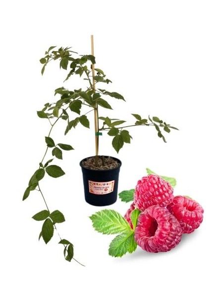 Lampone Mora Tayberry Vaso 5L